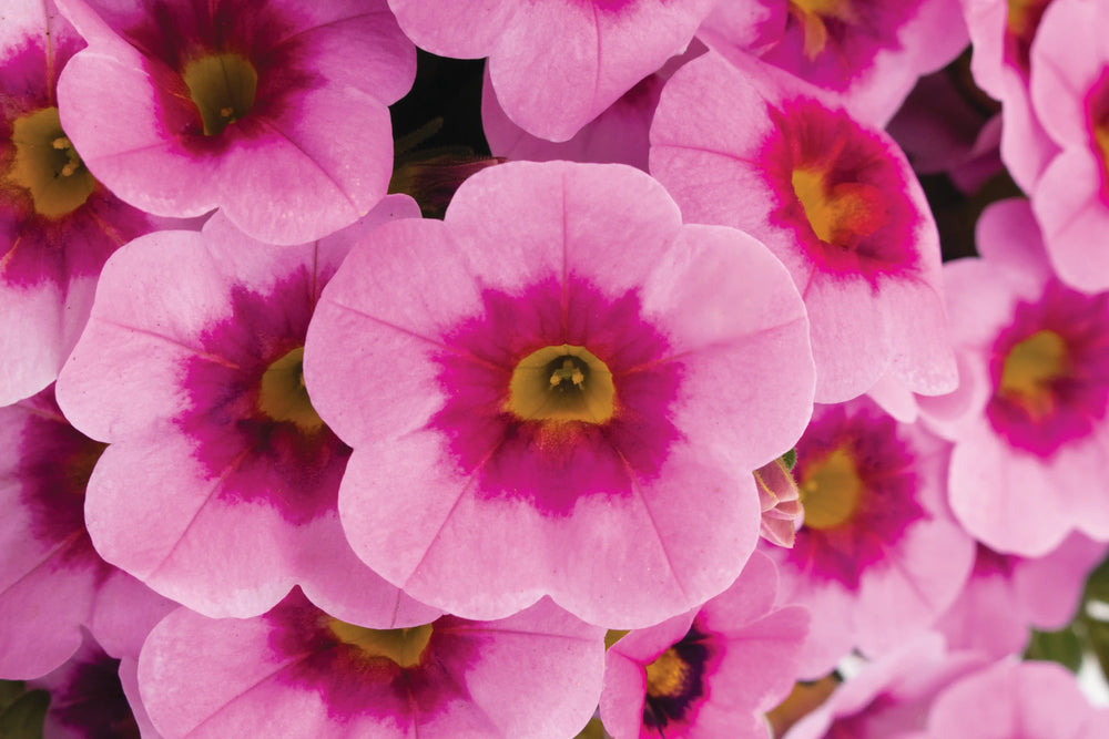 Aloha Kona Tiki Pink