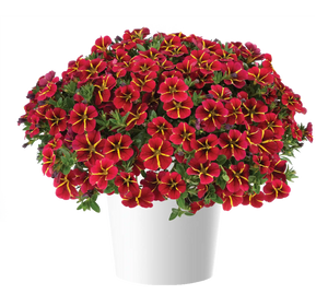 Colibri Exotic Red Bling