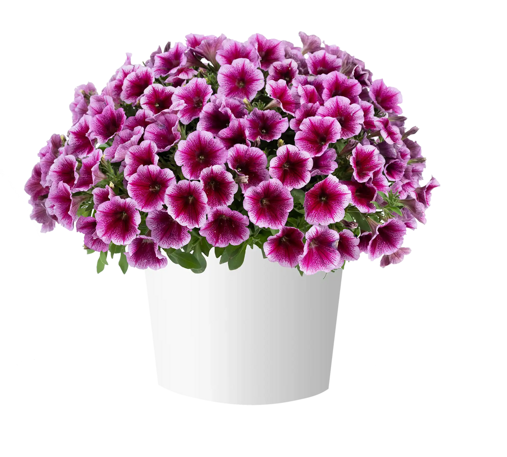 Capella Fuchsia Lace