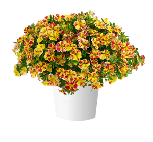 Lia Abstract Lemon Cherry