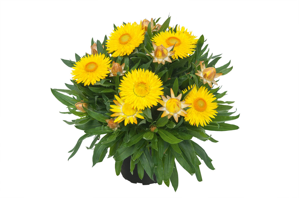 Bracteantha Sunbrella Yellow