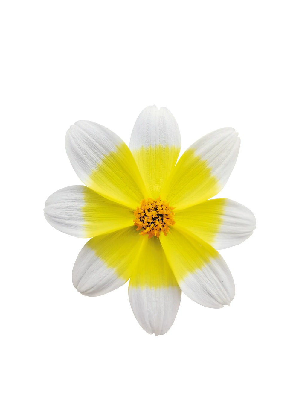 Bidens Campfire Electric White