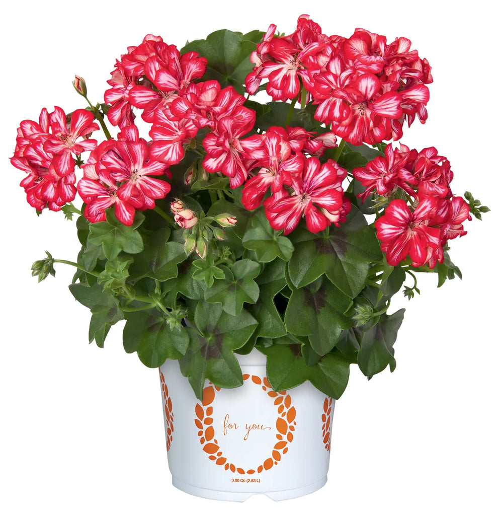 Atlantic Red Bicolor