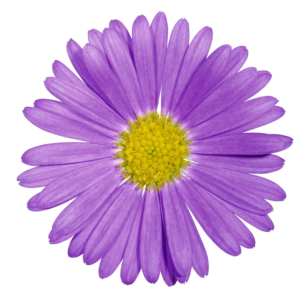 Brachyscome Fresco Purple