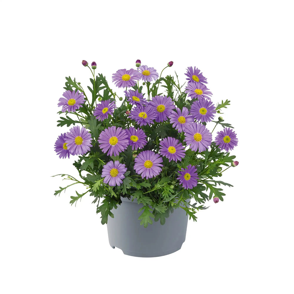 Brachyscome Fresco Purple