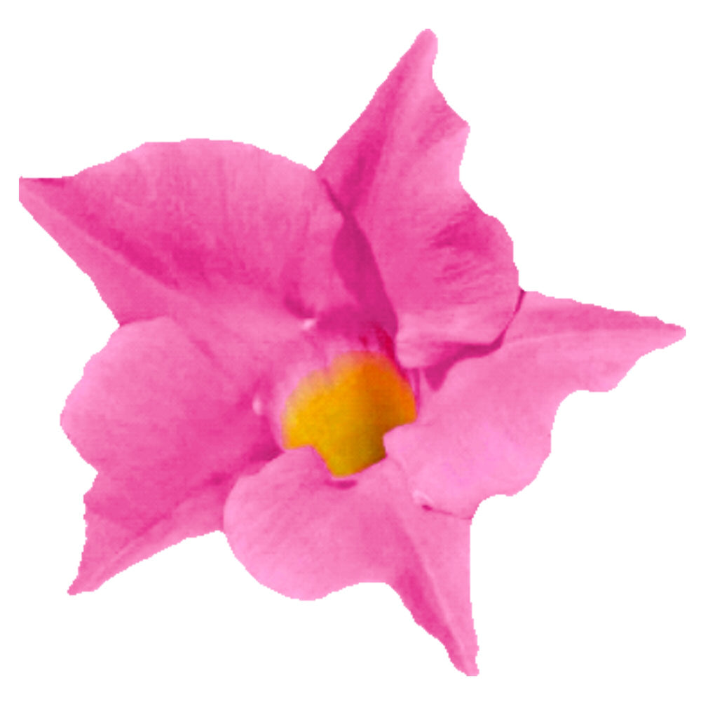 Dipladenia rosa