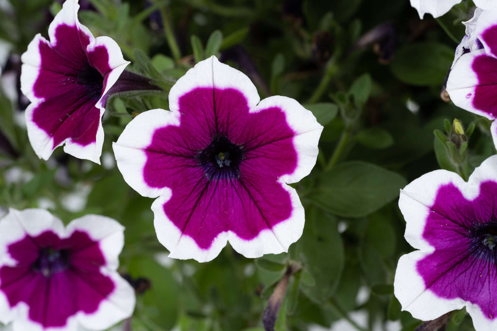 Capella Rim Raspberry