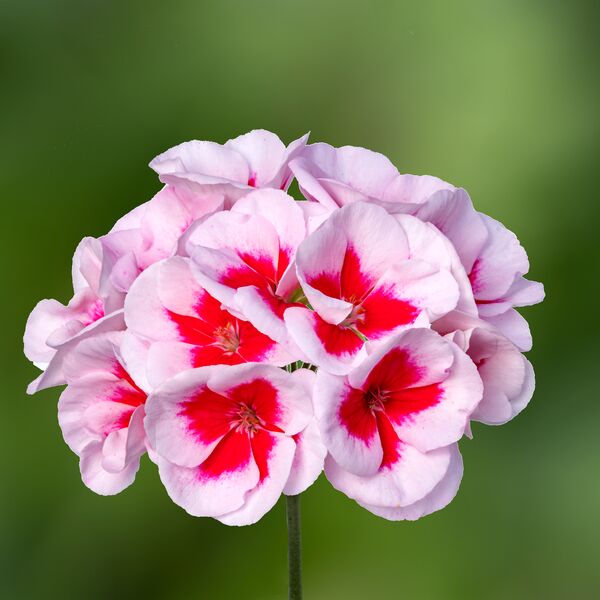 Americana White Splash