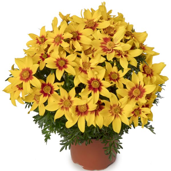 Bidens Eternal Flame