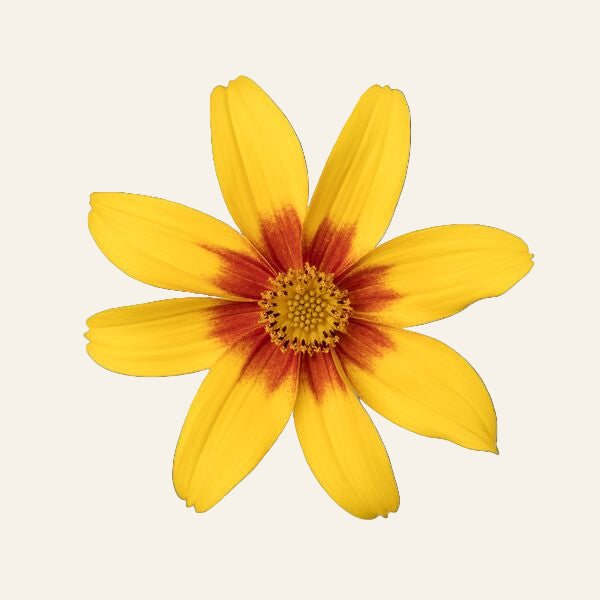 Bidens Eternal Flame