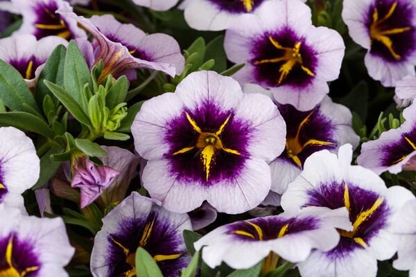 Calibrachoa Blueberry Spark