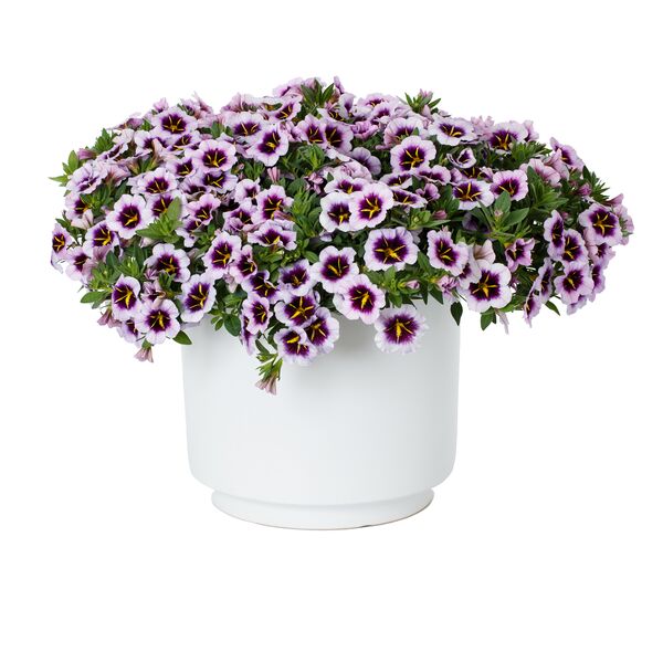 Calibrachoa Blueberry Spark