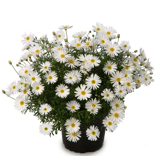 Brachyscome Gänseblümchen Surdaisy White