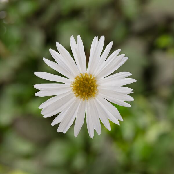 Brachyscome Gänseblümchen Surdaisy White